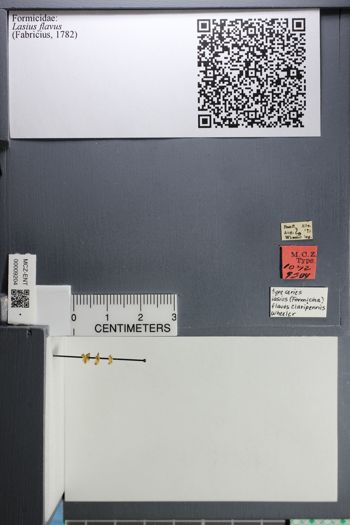 Media type: image;   Entomology 9204